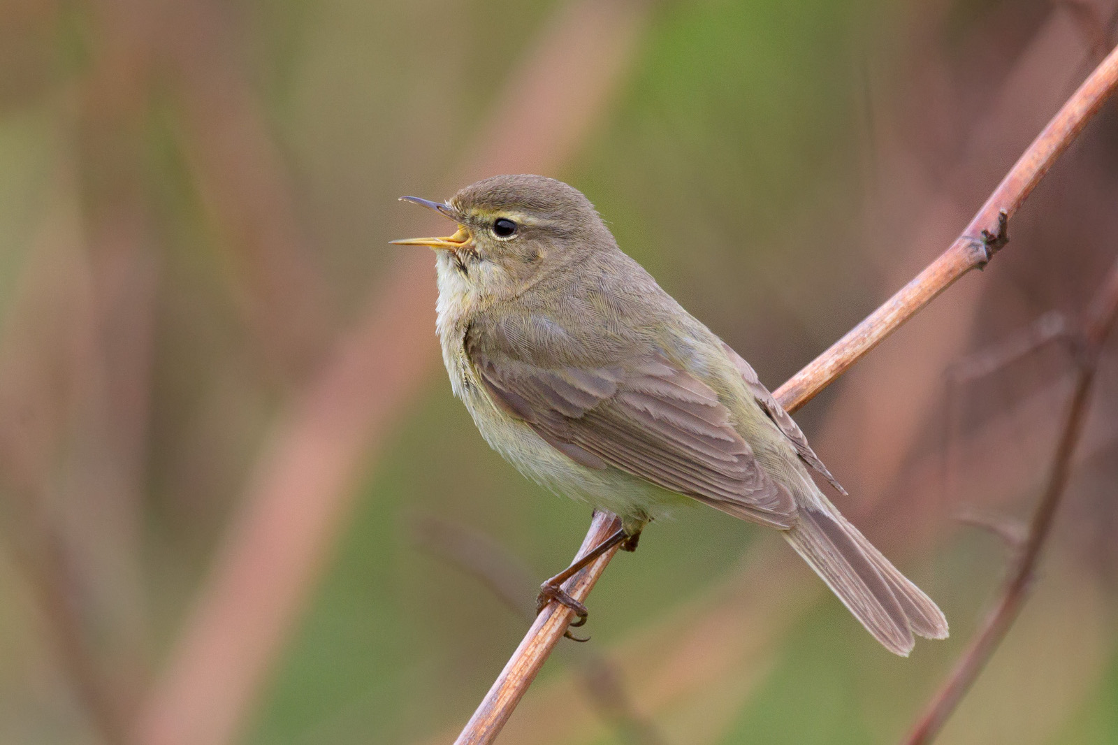 Chiffchaff (Phylloscopus collybita)